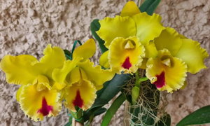 Rhyncholaeliocattleya Nobile's Golden Horizon