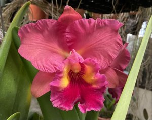 <i>Rhyncholaeliocattleya</i> Mem. Mireya Villalobos