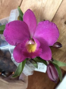 Brassocatanthe Aloha Glenn