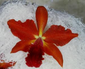 <i>Cattleya</i> José Noé