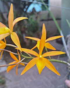 Brassocatanthe Alpha Trick