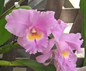 <i>Rhyncholaeliocattleya</i> Pink Sensation
