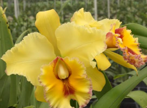 Rhyncholaeliocattleya Volcano Classic