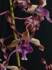<i>Dendrobium</i> Jenggala
