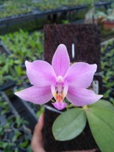 <i>Phalaenopsis</i> Droxine
