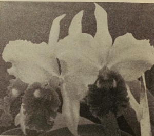 <i>Cattleya</i> Mary Noble