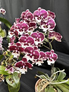 Phalaenopsis Untold Stories