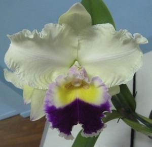 <i>Rhyncholaeliocattleya</i> Brunswick Dilemma