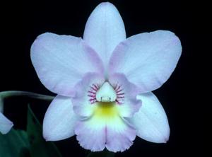 <i>Cattleytonia</i> Sangel