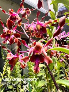 Dendrobium Vania Amelia Hindoyo
