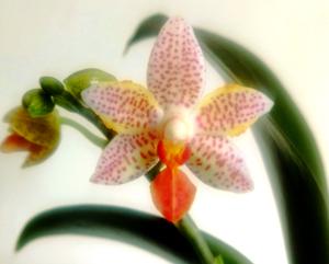 <i>Phalaenopsis</i> Mini Mark-lueddemanniana