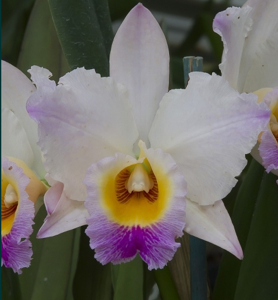 <i>Cattleya</i> Roger Sander