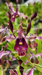 <i>Dendrobium</i> Jatiombo