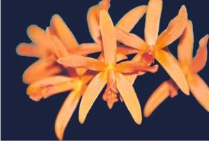 Cattlianthe Angie's Orange