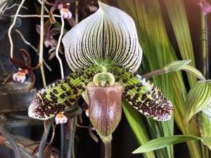 Paphiopedilum Fred's Amusement