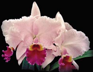 Cattleya Fátima Barani