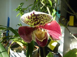 Paphiopedilum Valerie Lowe