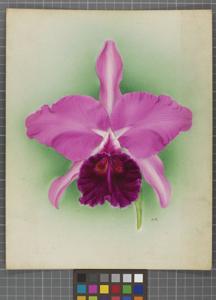 Cattleya Ettrick