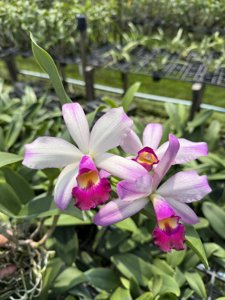 Rhyncholaeliocattleya Suwannaphum Vio Frost