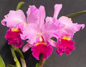 Cattleya Oliver Lines (1946)
