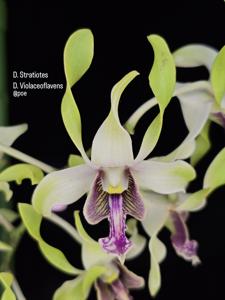 Dendrobium Morgenster