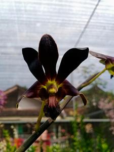 Dendrobium Rajajowas