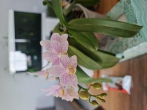 Phalaenopsis Little Star