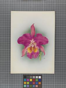 Cattleya Leda (1900)