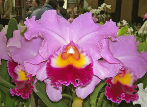 <i>Cattleya</i> Bonnet
