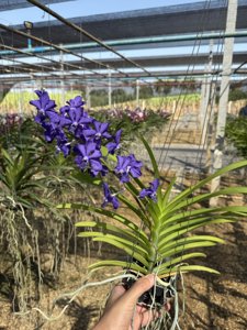 Vanda Suwannaphum Blue Finch
