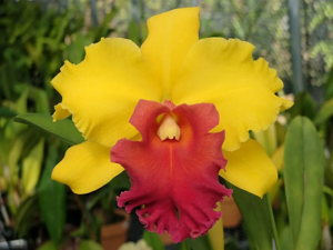 <i>Rhyncholaeliocattleya</i> Hausermann's Paprika
