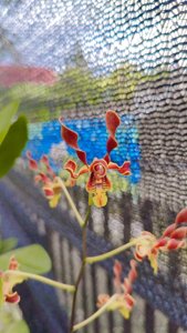 Dendrobium racieanum-Vian