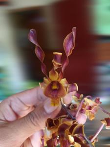 Dendrobium Jaliteng