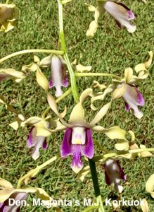 Dendrobium Magenta's MJ KorKuok
