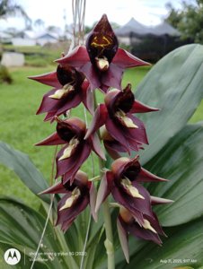<i>Catasetum</i> Red-faced Monkey