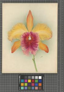 Rhyncholaeliocattleya Truffautiana