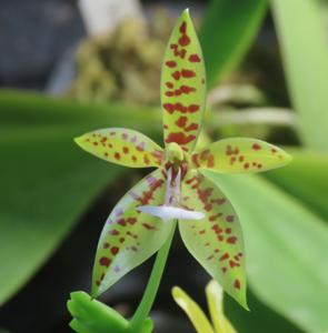 <i>Phalaenopsis</i> LOC Magic Panther