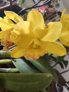 <i>Rhyncholaeliocattleya</i> Ta-Shiang Yellow Dragon