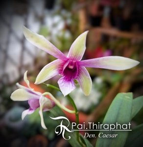 Dendrobium Caesar