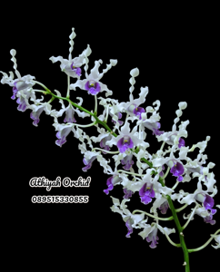 Dendrobium Heart of Northoaks Primary