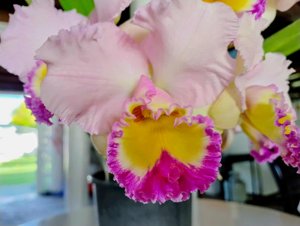 <i>Rhyncholaeliocattleya</i> Glenlee Bells
