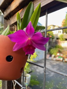 Cattleya Sacramento Rose-Orpetii