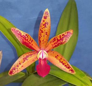 <i>Cattlianthe</i> Fire Spots FCA