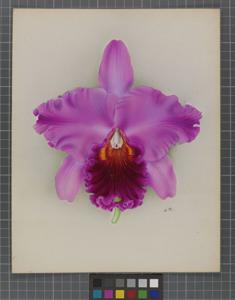 Cattleya Valencia