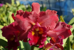 Rhyncholaeliocattleya Pirate's Fortune