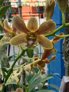 <i>Dendrobium</i> Pesona Ranu Pakis