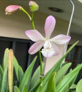 <i>Catyclia</i> Thumper McClain