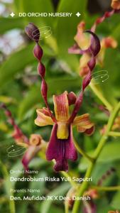 <i>Dendrobium</i> Riska Yuli Saputri