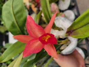 <i>Cattleya</i> Martina