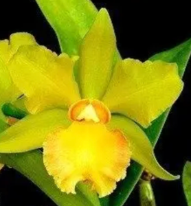 Rhyncholaeliocattleya Constant Spring
